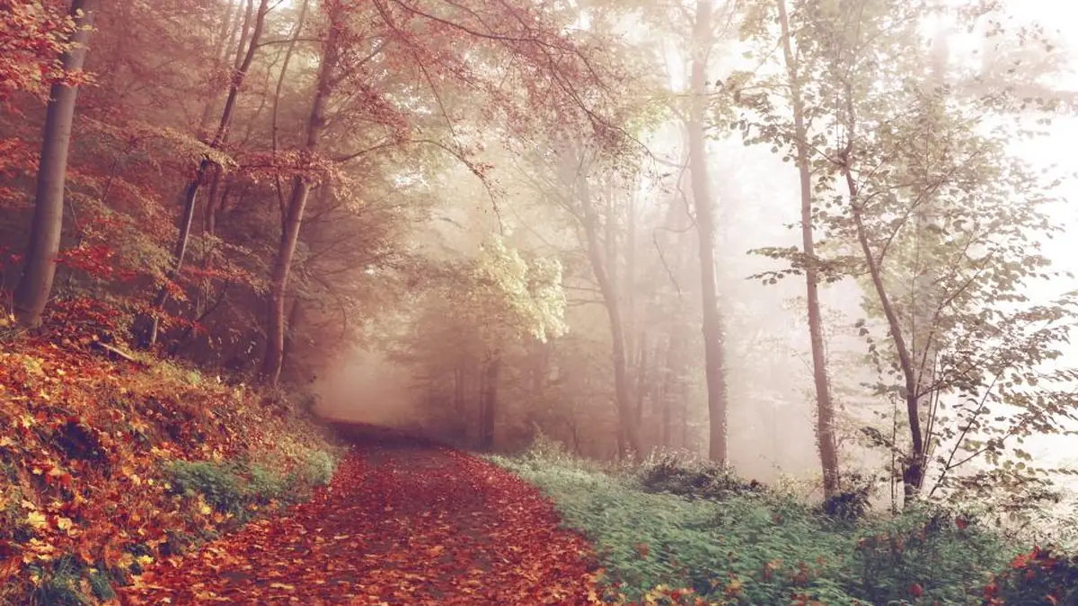 A path through an autumn forest in morning mist